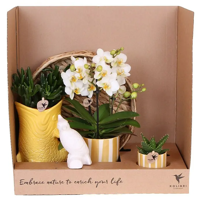 Piardino Schmetterlingsorchidee Arrangement - Sunset yellow, Phalaenopsis multiflora & Sukkulente i.S. - Ein Arrangement aus Topfpflanzen, darunter eine Orchidee, ein Kaktus und eine Sukkulente, in einer Geschenkbox mit Vogelstatue.