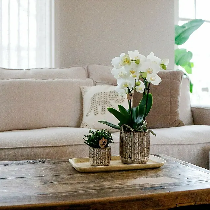Piardino Schmetterlingsorchidee Arrangement - Untamed Nature, Phalaenopsis & Sukkulente i.S. - Elegante Tischdekoration mit einer weißen Orchidee und einer kleinen Grünpflanze in geriffelten Übertöpfen auf einem Holztablett.