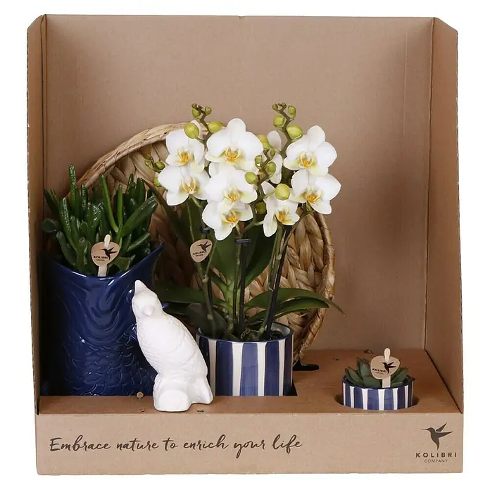 Piardino Schmetterlingsorchidee Arrangement - Sunset blue, Phalaenopsis multiflora & Sukkulente i.S. - Pflanzen-Arrangement mit Orchideen und Sukkulenten in blauen Töpfen, stilvoll präsentiert in einer Kartonverpackung.