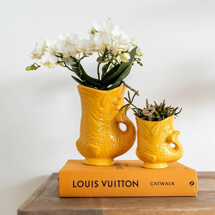 Piardino Schmetterlingsorchidee Arrangement - Sunset yellow, Phalaenopsis multiflora & Sukkulente i.S. - Zwei gelbe Fischvasen, die auf einem Buch mit dem Titel „Louis Vuitton Catwalk“ stehen, wobei die größere Vase mit weißen Blüten gefüllt ist.