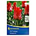 Kiepenkerl Frühlingsblumenzwiebeln Tulpe 'Rotkäppchen' 