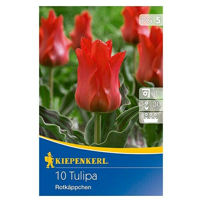 Kiepenkerl Frühlingsblumenzwiebeln Tulpe 'Rotkäppchen' (Tulipa greigii, 10 Stk.) | BAUHAUS