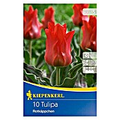 Kiepenkerl Frühlingsblumenzwiebeln Tulpe 'Rotkäppchen' (Tulipa greigii, 10 Stk.) | BAUHAUS