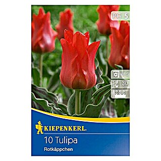 Kiepenkerl Frühlingsblumenzwiebeln Tulpe 'Rotkäppchen' (Tulipa greigii, 10 Stk.)