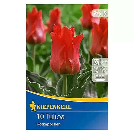 Kiepenkerl  Frühlingsblumenzwiebeln Tulpe 'Rotkäppchen'