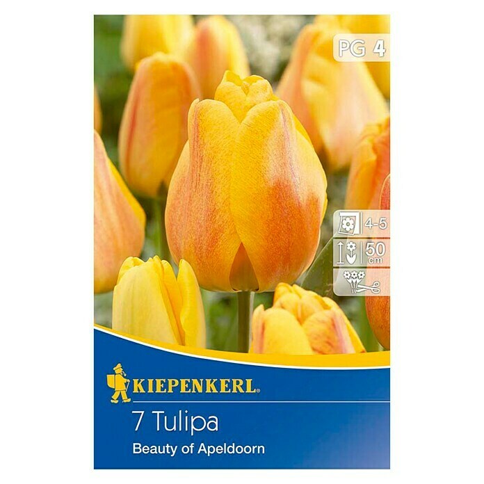 Kiepenkerl Frühlingsblumenzwiebeln Tulpe 'Beauty of Apeldoorn' (Tulipa x hybrida, 7 Stk.) | BAUHAUS