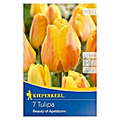 Kiepenkerl Frühlingsblumenzwiebeln Tulpe 'Beauty of Apeldoorn' (Tulipa x hybrida, 7 Stk.) | BAUHAUS