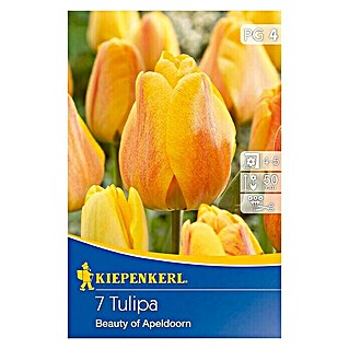 Kiepenkerl Frühlingsblumenzwiebeln Tulpe 'Beauty of Apeldoorn' (Tulipa x hybrida, 7 Stk.)