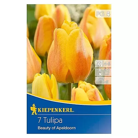 Kiepenkerl  Frühlingsblumenzwiebeln Tulpe 'Beauty of Apeldoorn'