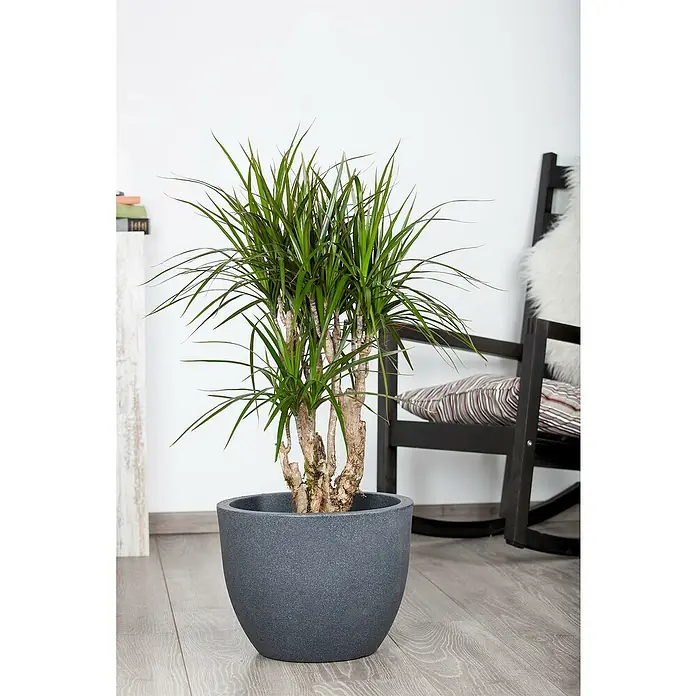 Piardino Drachenbaum XXL - Dracaena reflexa 'Anita', Topfgre: 27 cm,  Mittelgrn online kaufen bei BAUHAUS