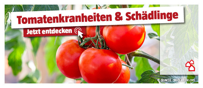 Tipps über Tomatenkrankheiten und Schaedlinge entdecken