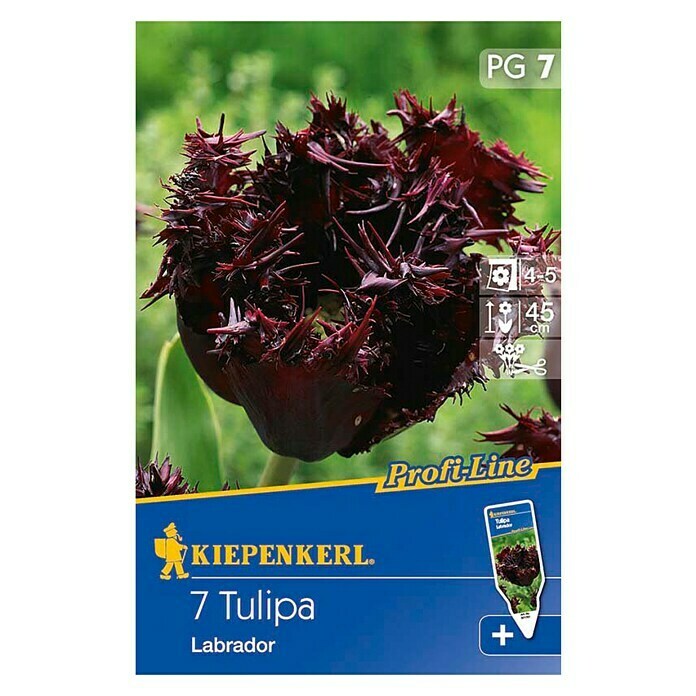 KIEPENKERL Bulbes de fleurs printanières Tulipe 'Labrador'