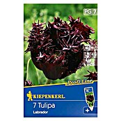 Kiepenkerl Profi-Line Frühlingsblumenzwiebeln (Tulipa 'Labrador', Schwarzrot, 7 Stk.) | BAUHAUS