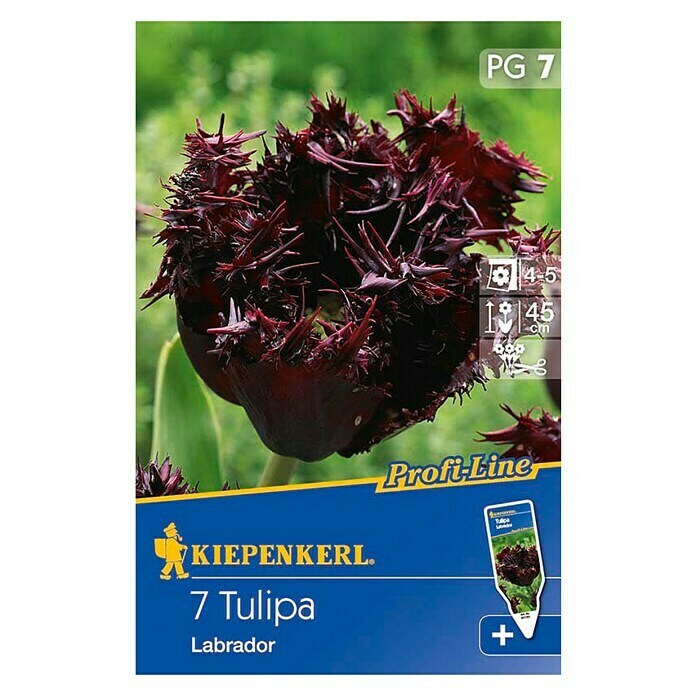 Kiepenkerl Profi-Line FrühlingsblumenzwiebelnTulipa 'Labrador', Schwarzrot, 7 Stk. Front View