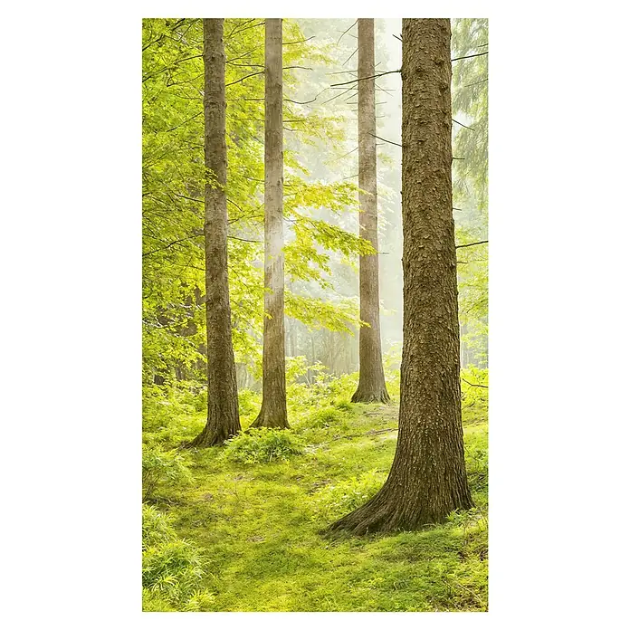 swingcolor Wandfarbe Comfort Home - Soft Olive, Stumpfmatt, 1 l, Konservierungsmittelfrei - Lichtdurchfluteter Wald mit hoch aufragenden Bäumen und üppigem Grün. Die Szene strahlt Ruhe und natürliche Schönheit aus.