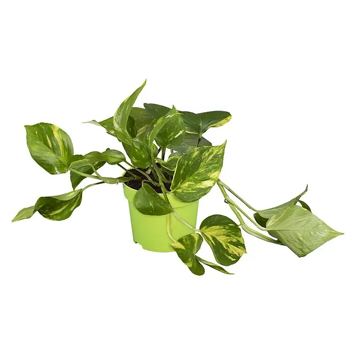 Piardino Efeutute - Epipremnum aureum, Topfgröße: 12 cm - Bild einer Goldenen Efeutute (Epipremnum aureum) in einem hellgrünen Topf. Die Pflanze hat herzförmige Blätter mit gelben und grünen Mustern.