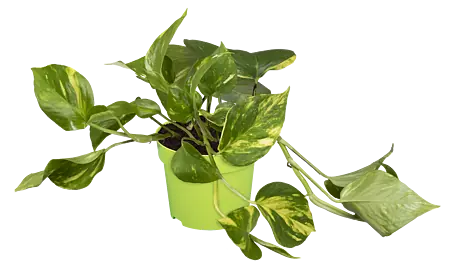 efeutute stab Scindapsus pictus 'Argyraeus' (Gefleckte Efeutute) – Jungle Leaves main image 1