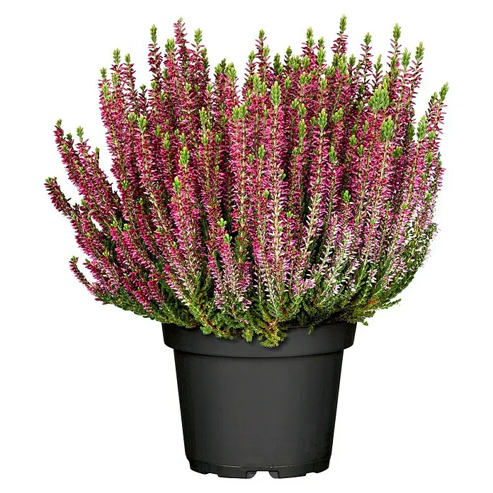 Piardino Besenheide Beauty Ladies verschiedene Farben - Calluna vulgaris, 11 cm - Heidekraut in einem schwarzen Topf, ideal für Garten oder Balkon. Die Pflanze hat rosafarbene Blüten und grüne Blätter.