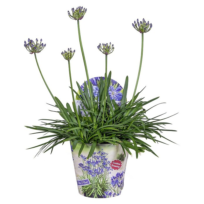 Topf - Schmucklilie (Agapanthus Everpanthus, Topfgröße: 14 cm) | BAUHAUS