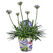 Topf - Schmucklilie (Agapanthus Everpanthus, Topfgröße: 14 cm) | BAUHAUS