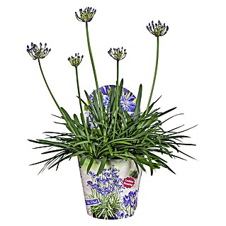 Topf - Schmucklilie (Agapanthus Everpanthus, Topfgröße: 14 cm)
