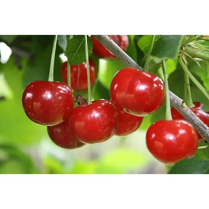 Sauerkirschbaum KoboldPrunus cerasus, Erntezeit: Juni, Topfvolumen: 3,5 l - Eine Nahaufnahme von leuchtend roten Kirschen, die an einem Ast hängen, mit grünen Blättern im Hintergrund.