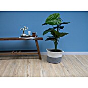 Pvc-vloer Corfu Plak (Houtlook, Breedte: 238 mm) | BAUHAUS