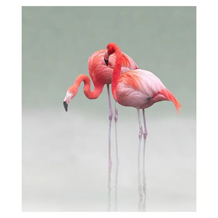 Papermoon Poster - Just we Two, B x H: 60 x 80 cm, Ohne Passepartout - Zwei wunderschöne Flamingos stehen anmutig im Wasser und spiegeln sich sanft im ruhigen Wasser.