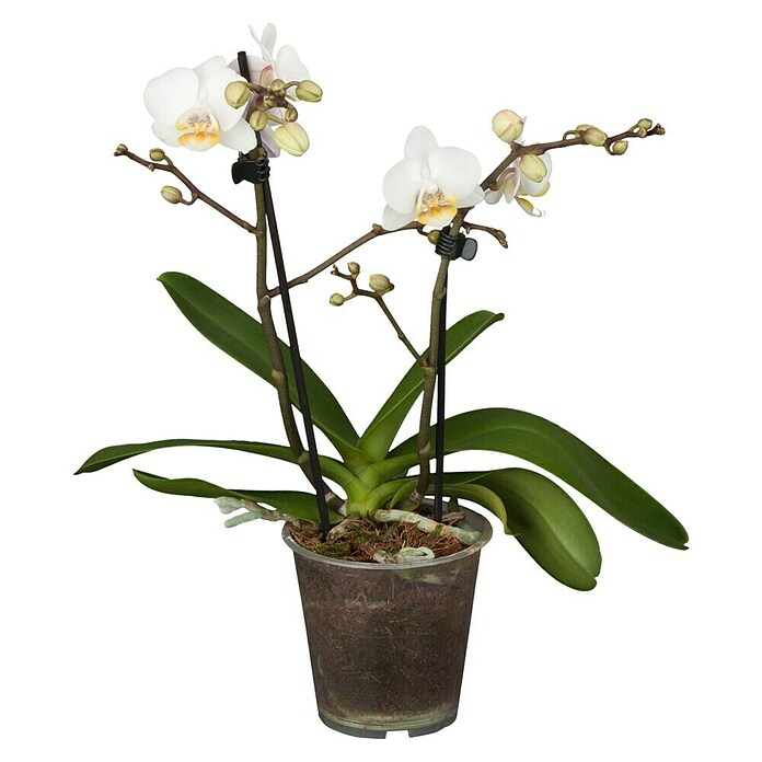 Schmetterlingsorchidee (Topfgröße: 9 cm, Aufrecht)