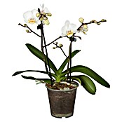 Schmetterlingsorchidee (Topfgröße: 9 cm, Aufrecht)