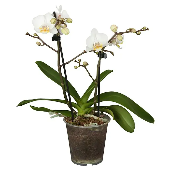Piardino Schmetterlingsorchidee - Phalaenopsis Midi, Topfgröße: 9 cm, Rosa/Weiß/Hellgelb/Dunkelrot/Pink, Aufrecht - Zimmerorchidee in einem transparenten Topf, mit eleganten weißen Blüten und grünen Blättern, die jedem Raum einen Hauch von Frische verleihen.