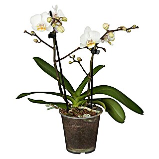 Piardino Schmetterlingsorchidee Midi (Phalaenopsis Hybride Midi, Topfgröße: 9 cm, Aufrecht)