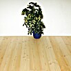 Pabst Profilholz Schiffsboden (Fichte, L x B x S: 3 m x 146 mm x 19 mm, Natur)