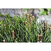 Piardino Berg-Kiefer (Pinus mugo , Topfgröße: 2 l)