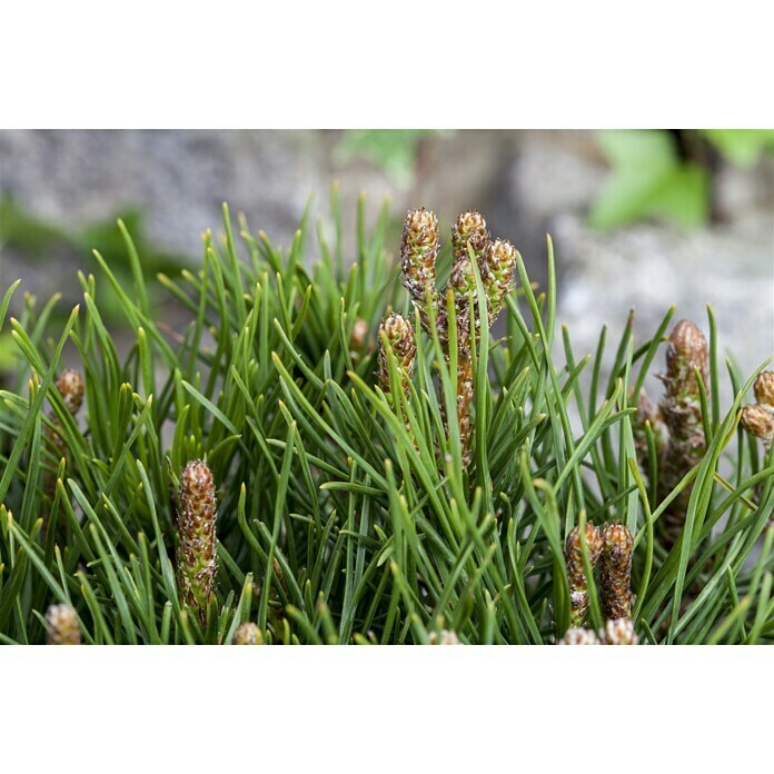 Piardino Berg-KieferPinus mugo var. mughus, Topfvolumen: 2 l Detail Shot