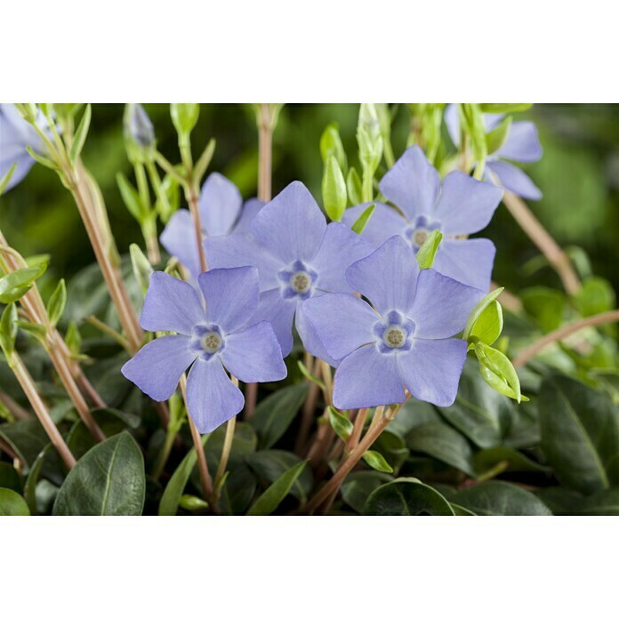 Piardino Kleinblättriges Immergrün (Vinca minor, Topfgröße: 9 cm, Blau) | BAUHAUS