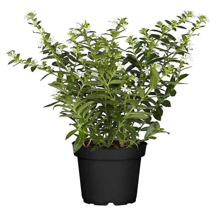 Piardino Köcherblume - Cuphea, Topfgröße: 17 cm - Die elegante Cuphea-Pflanze im schwarzen Topf, ideal für Innenräume. Die Pflanze besticht durch üppiges Grün und zarte weiße Blüten.
