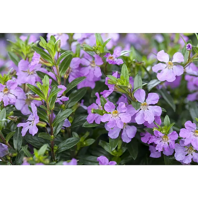 Piardino Köcherblume - Cuphea, Topfgröße: 17 cm - Nahaufnahme einer Gruppe von lila Scaevola-Blüten mit gelben Akzenten und grünen Blättern.