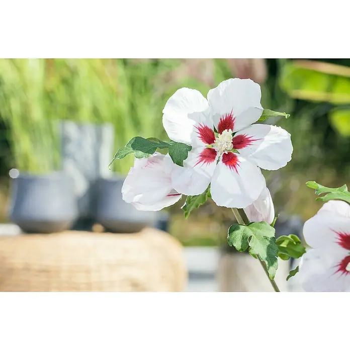 Piardino Garteneibisch Stamm - Hibiscus syriacus, Topfgröße: 21 cm - Nahaufnahme einer Hibiskusblüte mit weißen Blütenblättern und rotem Zentrum, umgeben von grünen Blättern.