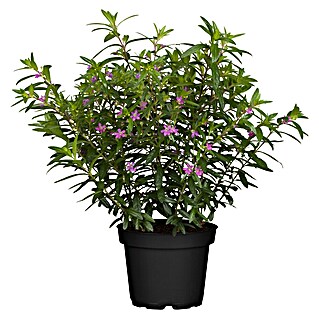 Piardino Köcherblume (Cuphea, Topfgröße: 17 cm)