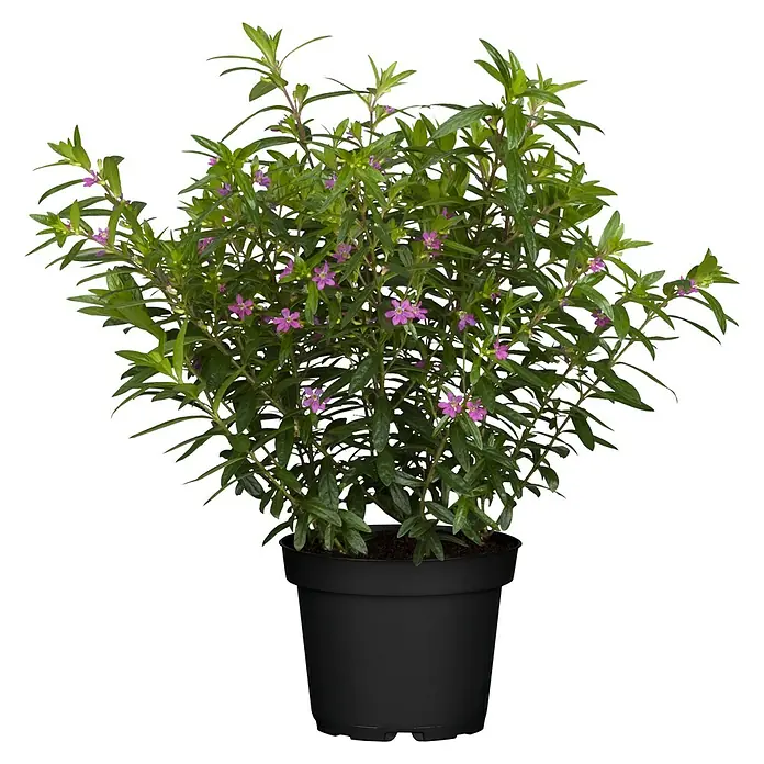 Piardino Köcherblume - Cuphea, Topfgröße: 17 cm - Ein Topf mit Andenbeere, auch bekannt als Cuphea hyssopifolia, mit grünen Blättern und zarten violetten Blüten.
