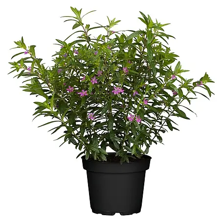 Piardino  Köcherblume