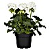 Zonal-Pelargonie 
