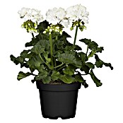Pelargonium zonale 12 i.F. gem.