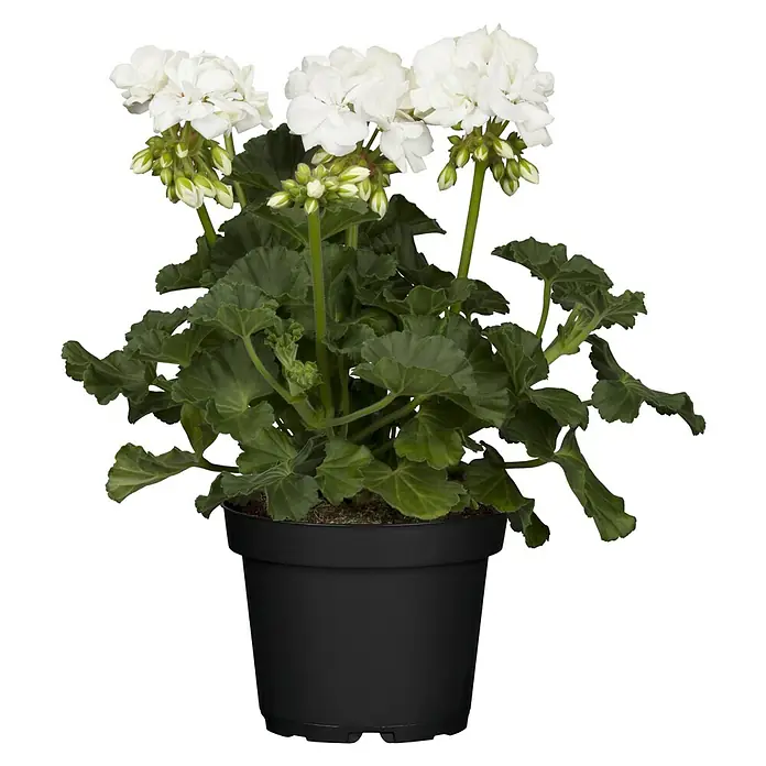 Zonal-Pelargonie - Pelargonium zonale verschiedene Farben, Topfgröße: 12 cm - Nahaufnahme einer weißen Geranienpflanze in einem schwarzen Topf, mit üppigen grünen Blättern und zarten Blüten, ideal für Dekorationen.