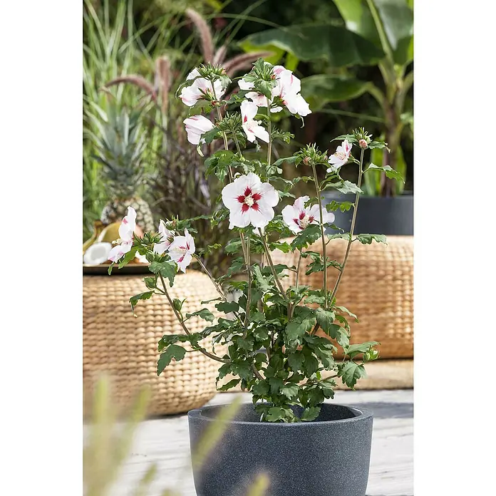 Piardino Garteneibisch mit Knospen - Hibiscus syriacus in Sorten, Topfvolumen: 2 l - Ein blühender Hibiskus im Topf. Die zarten Blüten in Weiß und Rot leuchten vor dem grünen Laub und verleihen jedem Raum eine frische Note.
