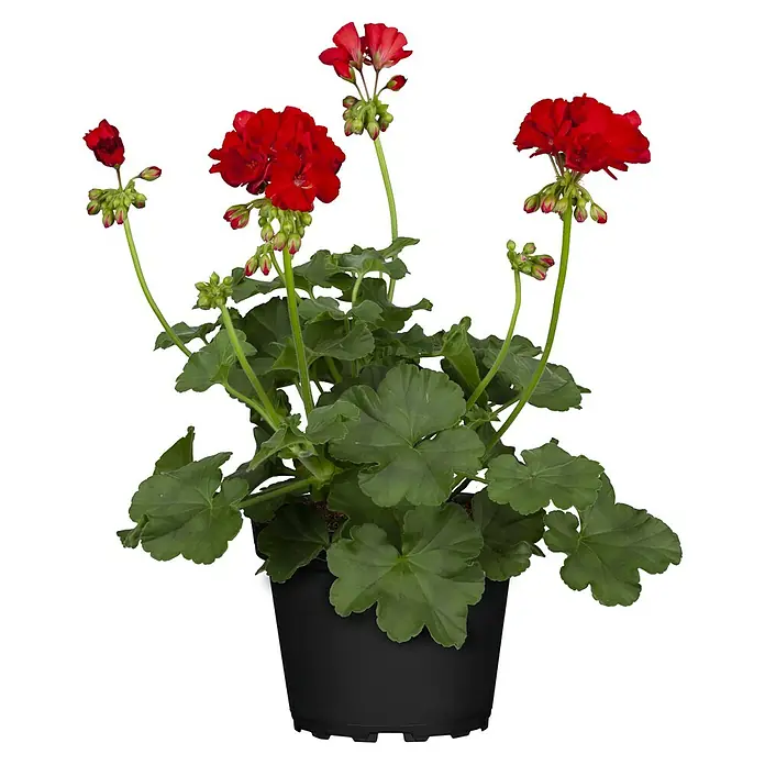 Zonal-Pelargonie - Pelargonium zonale verschiedene Farben, Topfgröße: 12 cm - Diese Aufnahme zeigt eine üppige, rote Geranienblüte in einem schlichten, schwarzen Topf, die ihre volle Pracht entfaltet.