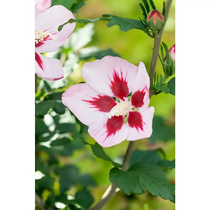 Piardino Garteneibisch Stamm - Hibiscus syriacus, Topfgröße: 21 cm - Nahaufnahme einer Hibiskusblüte mit zarten rosa Blütenblättern und einem markanten roten Zentrum, umgeben von grünen Blättern.
