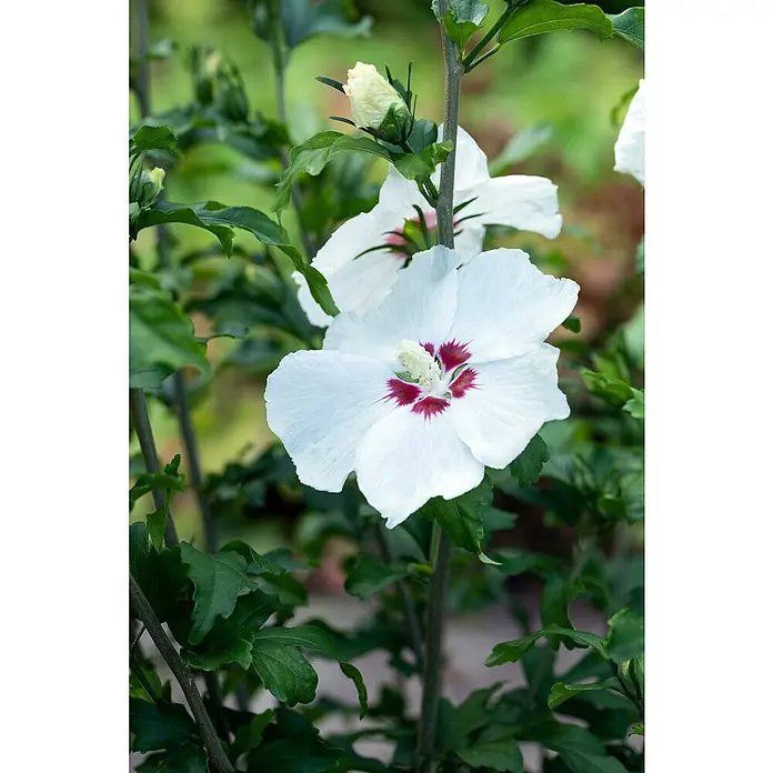 Piardino Garteneibisch Stamm - Hibiscus syriacus, Topfgröße: 21 cm - Nahaufnahme einer weißen Hibiskusblüte mit einem markanten roten Zentrum, umgeben von grünen Blättern und Knospen in einem Garten.