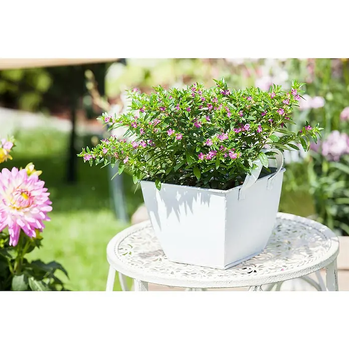 Piardino Köcherblume - Cuphea, Topfgröße: 17 cm - Ein reizender, blühender Cuphea-Zwergstrauch in einem weißen Topf auf einem Gartentisch, der die Schönheit der Natur ins Haus bringt.